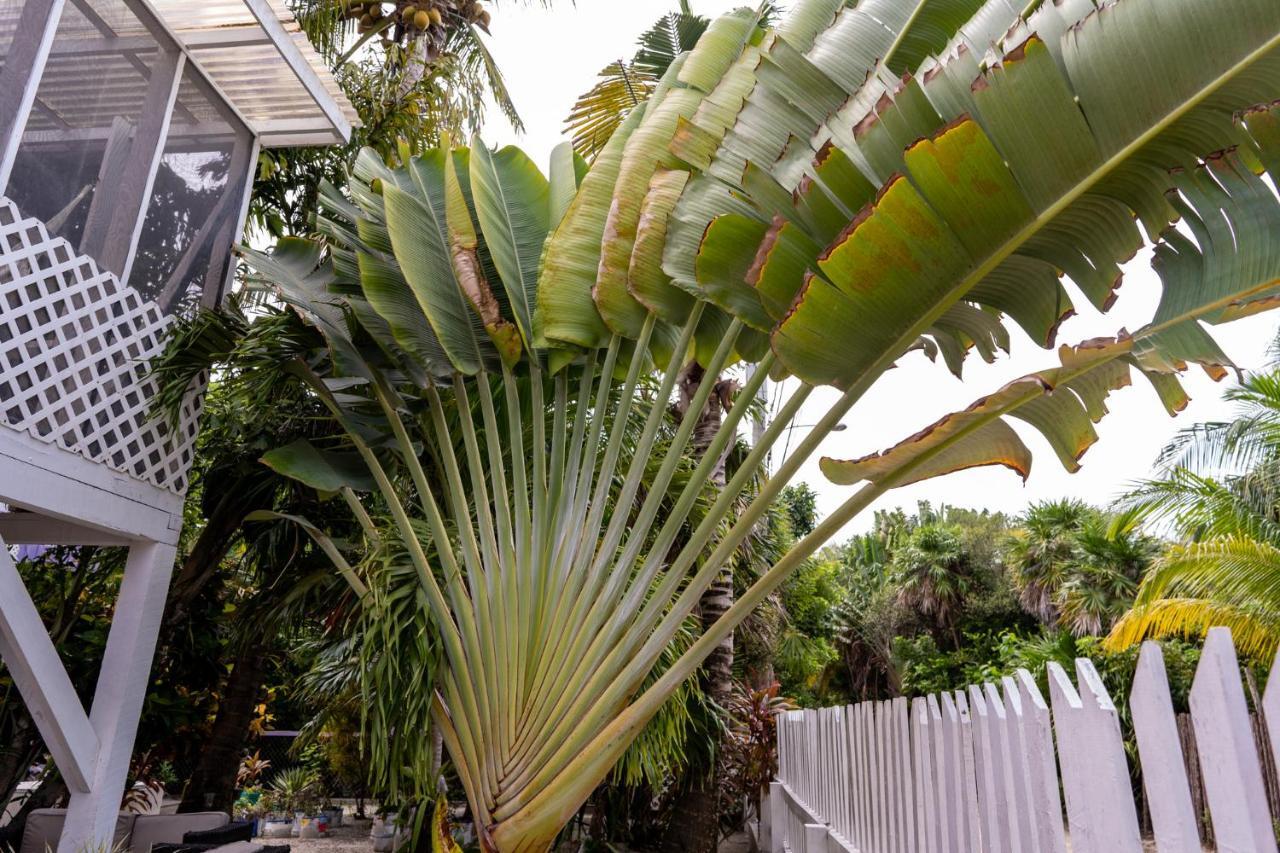 Hummingbirds Cabins Caye Caulker Exterior foto